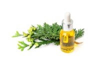 Huile essentielle de Thuya